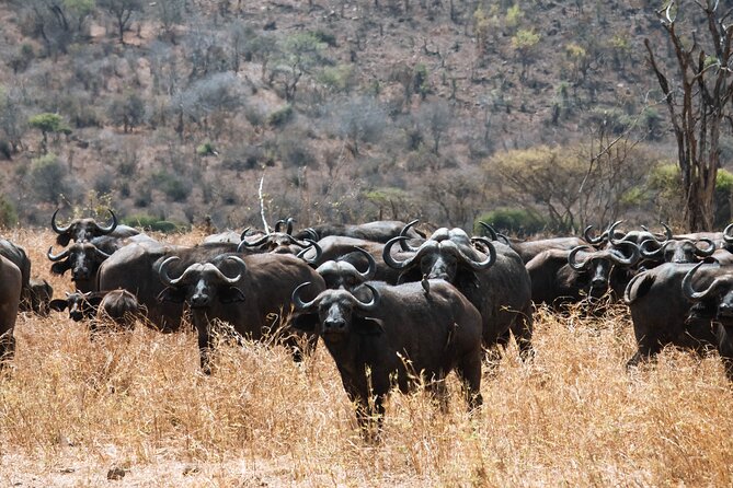 2 Day Tanzania Safari in Tarangire and Ngorongoro Crater - Day two: descending into Ngorongoro Crater