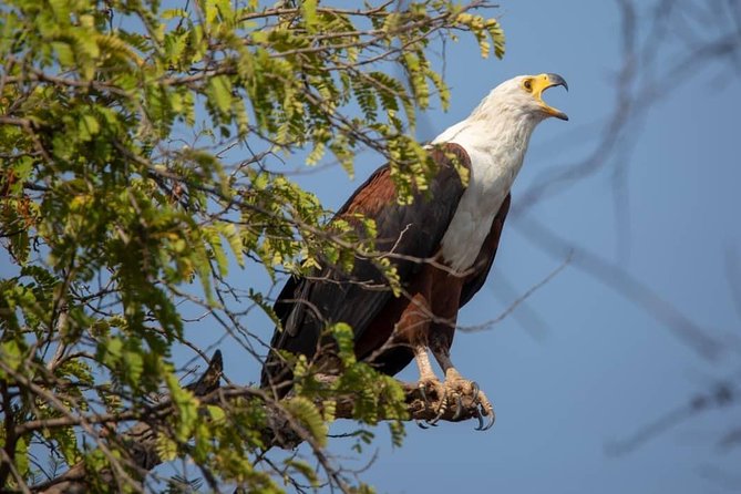 2 Day Wildlife Experience and Masai Culture Mikumi Park - Key points to know before booking