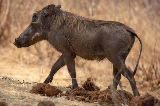 2 Day Wildlife Experience and Masai Culture Mikumi Park - A private trip with a human touch