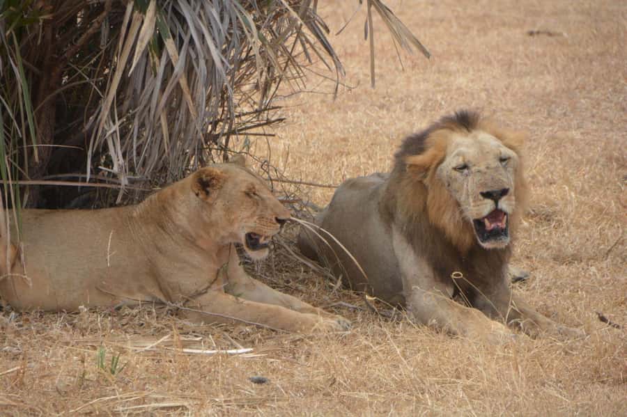 2 Day Zanzibar to Nyerere NP (Selous GR) By Flight - Sleeping at Selous Safari Lodge outside the park