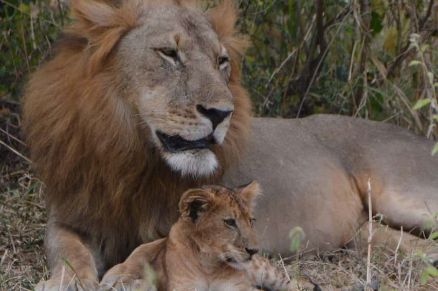 2 Day Zanzibar to Nyerere NP (Selous GR) By Flight - Two hours on the Rufiji River