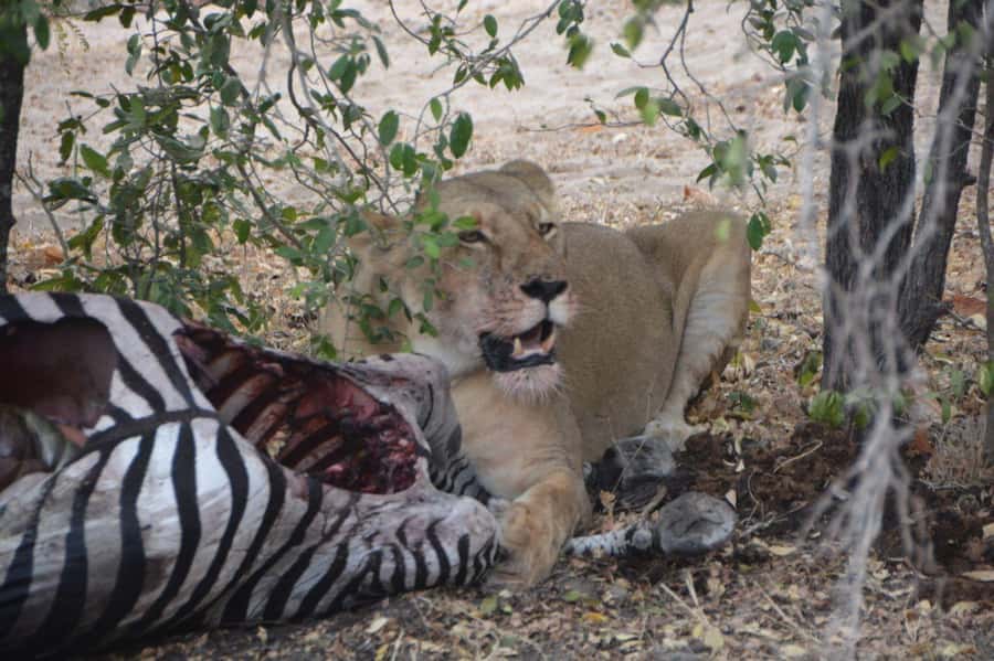 2 Day Zanzibar to Nyerere NP (Selous GR) By Flight - Who this short safari suits best