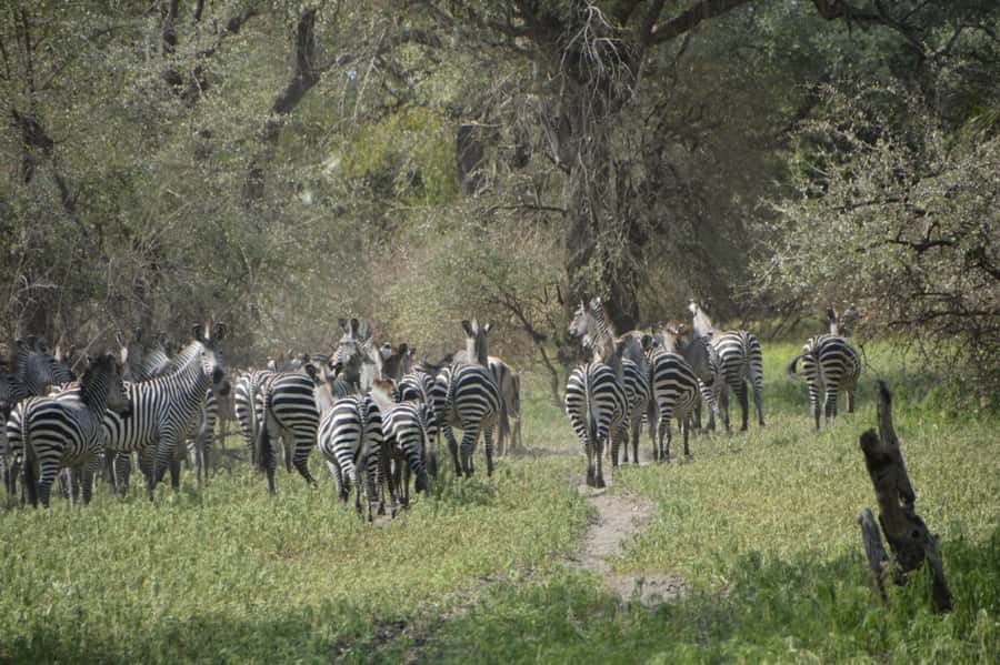 2 Day Zanzibar to Nyerere NP (Selous GR) By Flight - What to pack and what to confirm