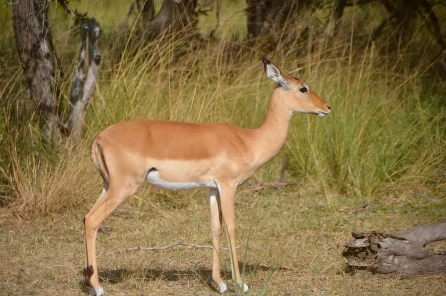 2 Day Zanzibar to Nyerere NP (Selous GR) By Flight - Should you book the Zanzibar to Nyerere safari?