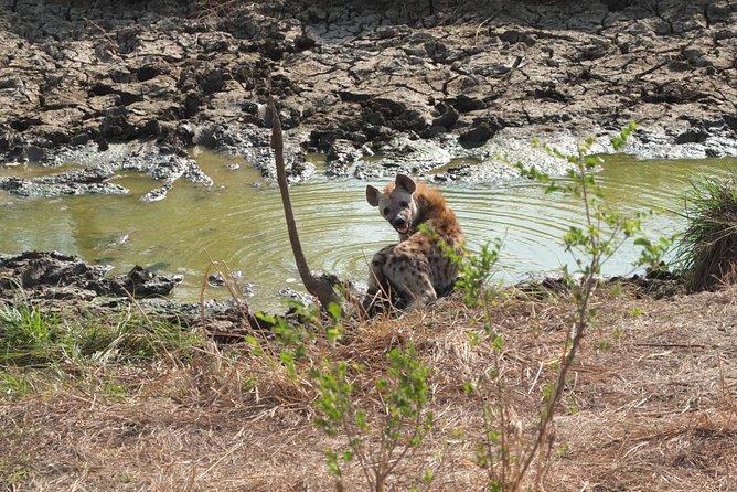 2 Days 1 Night Mikumi National Park - Key points before you book