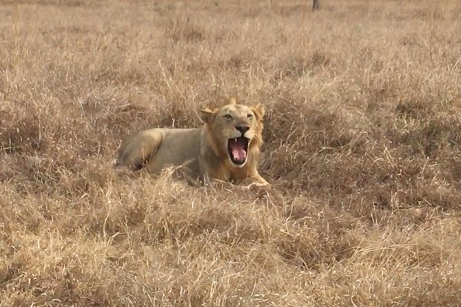 2 Days 1 Night Mikumi National Park - Why Mikumi works for a short safari from Dar es Salaam