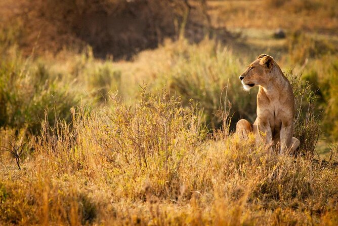 2 Days 1 Night Mikumi National Park from Dar es salaam - Key points before you book