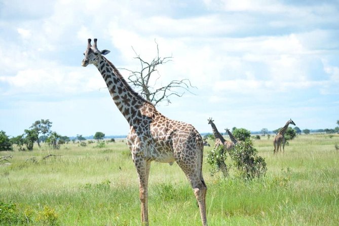 2 Days 1 Night Mikumi National Park from Dar es salaam - Why this short Mikumi safari works