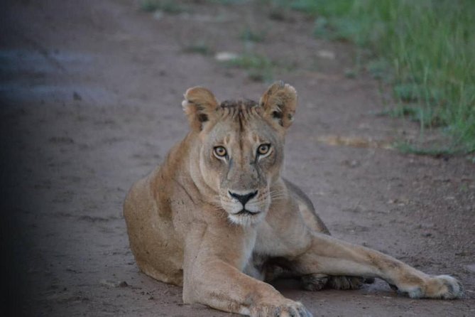 2 Days 1 Night Mikumi National Park from Dar es salaam - Arriving for the sunset game drive