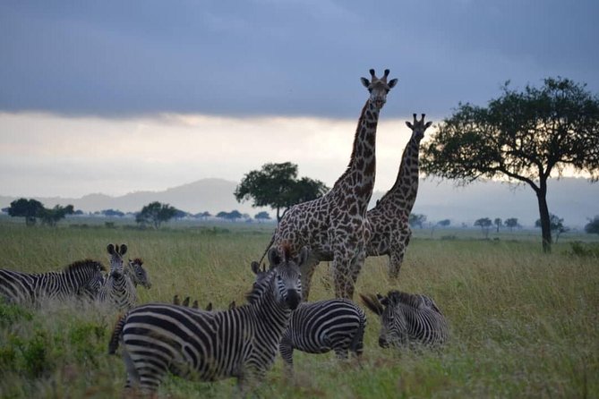 2 Days 1 Night Mikumi National Park from Dar es salaam - Dinner and a night inside Mikumi