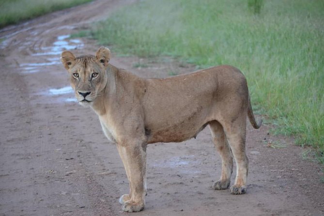2 Days 1 Night Mikumi National Park from Dar es salaam - The 6:30 a.m. morning drive