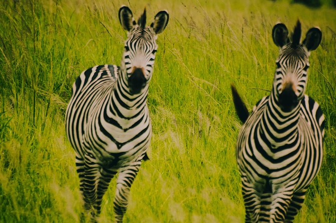 2 Days 1 Night Mikumi National Park from Dar es salaam - Lunch in Morogoro and the return to Dar es Salaam
