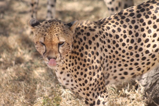 2 Days 1 Night Northern Joining Safari Private Tour - Why Tarangire makes a strong first safari day
