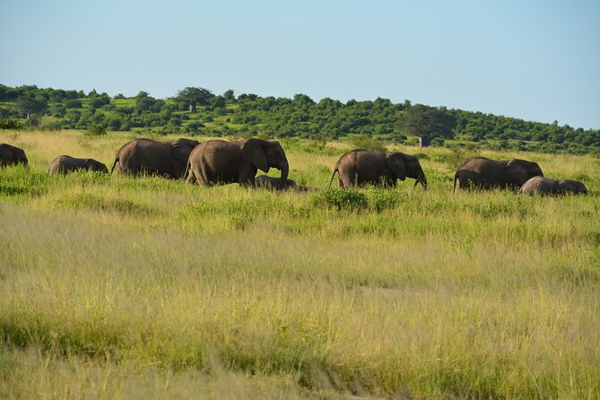 2 Days 1 Night Northern Joining Safari Private Tour - The guides and the value of a private vehicle