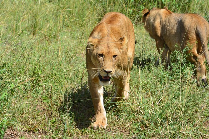 2 Days 1 Night Northern Joining Safari Private Tour - Who should choose this two-day safari