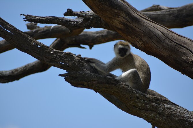 2 Days 1 Night Northern Joining Safari Private Tour - What makes Ngorongoro Crater different
