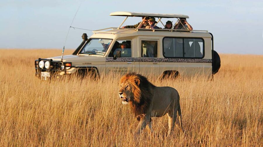 2-Days 1-Night Nyerere National Park from Zanzibar by flight - Key points to know