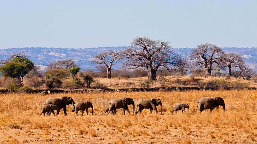 2-Days 1-Night Nyerere National Park from Zanzibar by flight - Why this Zanzibar safari works so well