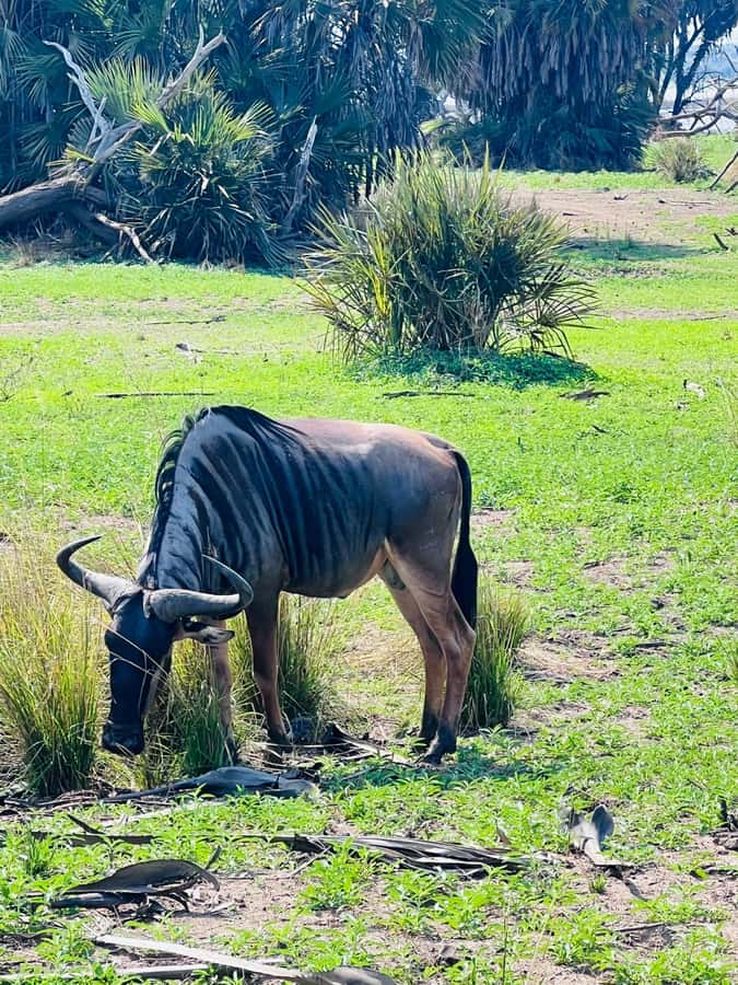 2-Days 1-Night Nyerere National Park from Zanzibar by flight - Africa Safari Selous for the one-night stay