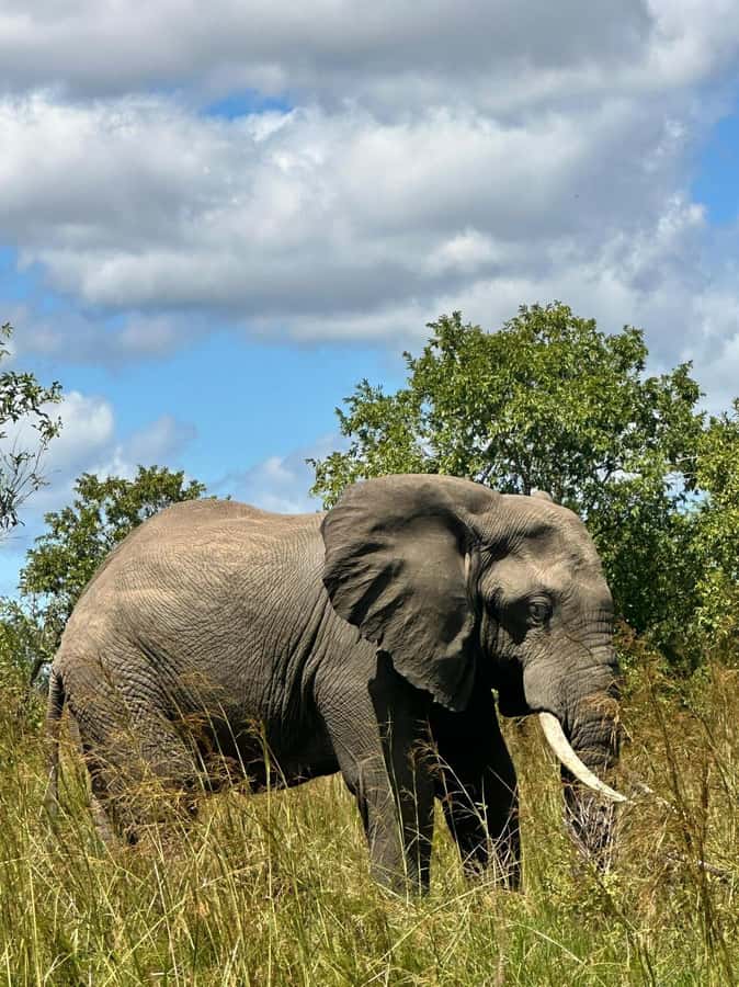 2 Days 1 Night Nyerere National Park from Zanzibar by flight - Overnight comfort after a demanding safari day
