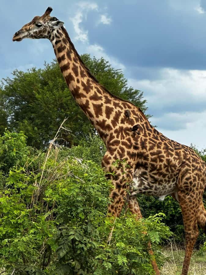 2 Days 1 Night Nyerere National Park from Zanzibar by flight - The 10:00 am Rufiji River boat safari