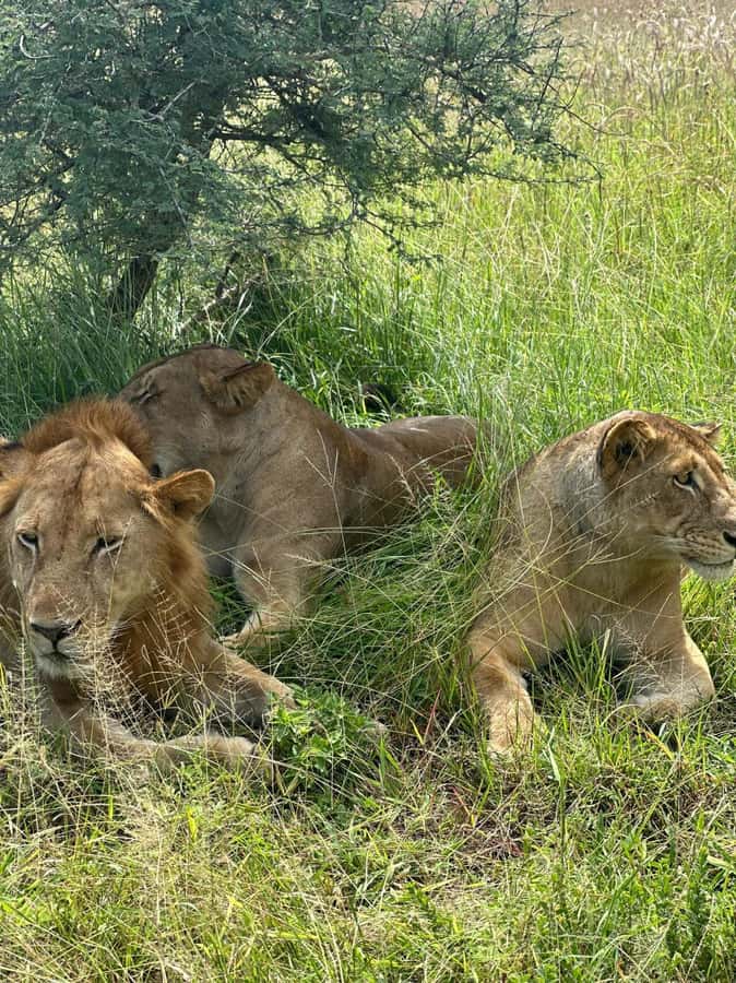 2 Days 1 Night Nyerere National Park from Zanzibar by flight - Lunch, rest, and the flight back to Zanzibar