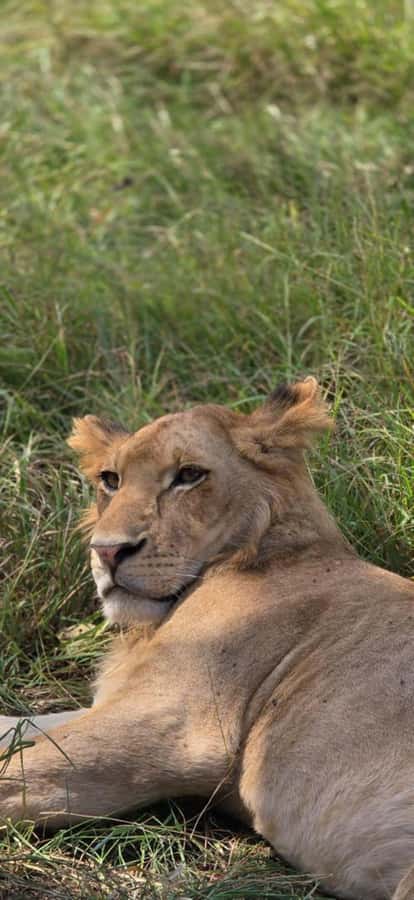 2 Days 1 Night Nyerere National Park from Zanzibar by flight - Languages, flexibility, and simple planning points