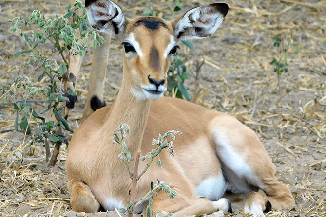 2 Days /1 Night safari to Mikumi - Key points to know before booking