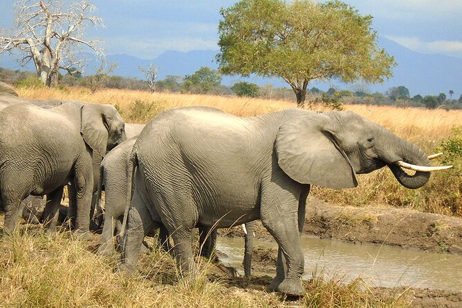 2 Days /1 Night safari to Mikumi - Why Mikumi works for a short Tanzania safari