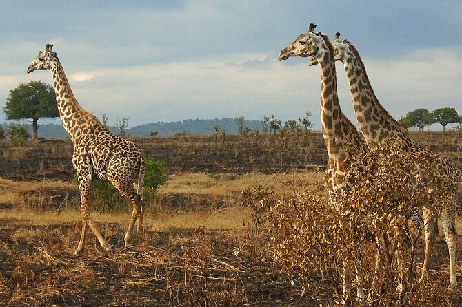 2 Days /1 Night safari to Mikumi - Day 2: an early game drive and the return to Dar es Salaam