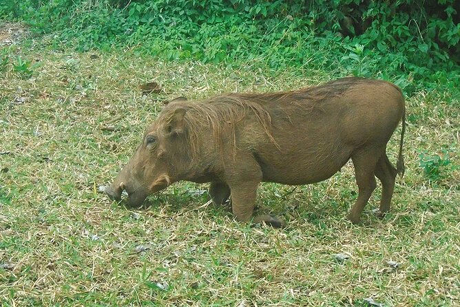 2 Days /1 Night safari to Mikumi - Wildlife expectations in Mikumi