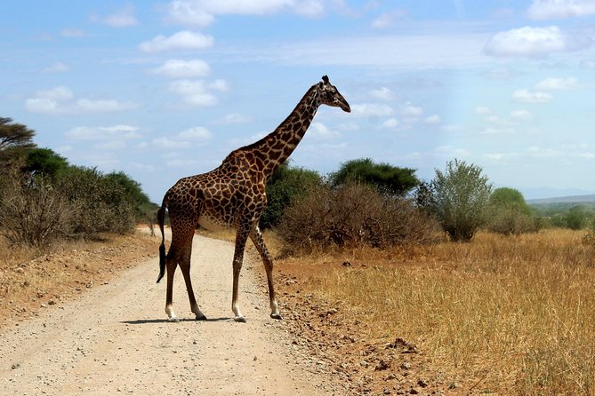 2 Days /1 Night safari to Mikumi - Who should book this safari