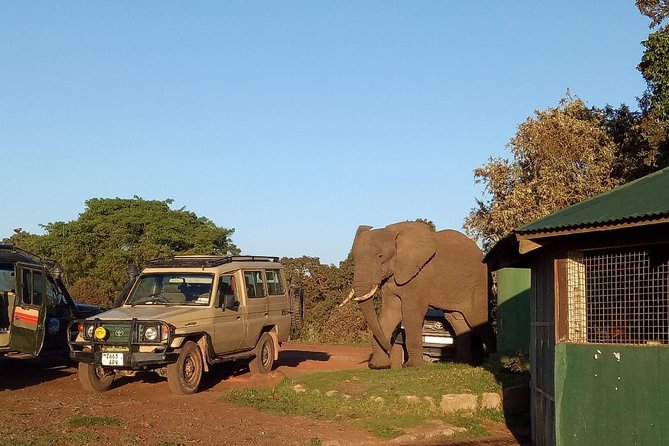 2 Days / 1 Night Tanzania Safari Tour - Two parks in two days from Arusha