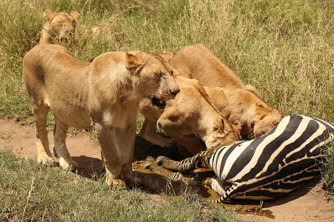 2 Days / 1 Night Tanzania Safari Tour - Overnight at Fig Tree Lodge
