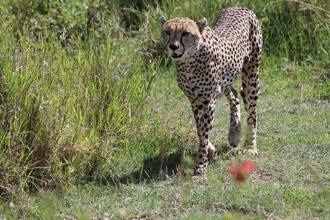2 Days / 1 Night Tanzania Safari Tour - A six-person jeep changes the feel