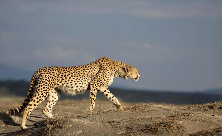 2 Days 1 Night Tarangire & Ngorongoro Crater - Key points to know before booking