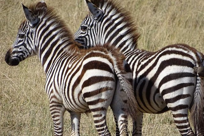 2 Days Africa Safari - Why this short safari works