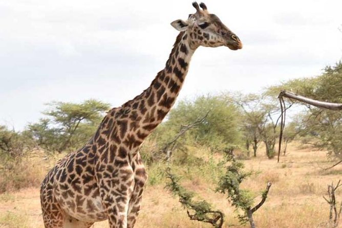 2 Days Africa Safari - Starting from Moshi, with an Arusha detail to confirm