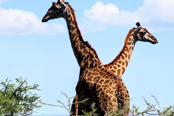 2 Days and 1 Night Mikumi Safari Private Tour - Why Mikumi works as a short safari from Dar es Salaam