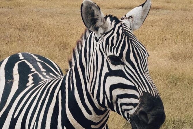 2 Days and 1 Night Mikumi Safari Private Tour - The 7 a.m. departure from Dar es Salaam