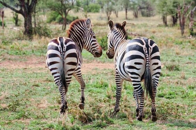 2 Days and 1 Night Mikumi Safari Private Tour - Elephants, giraffes, buffaloes, and big cats