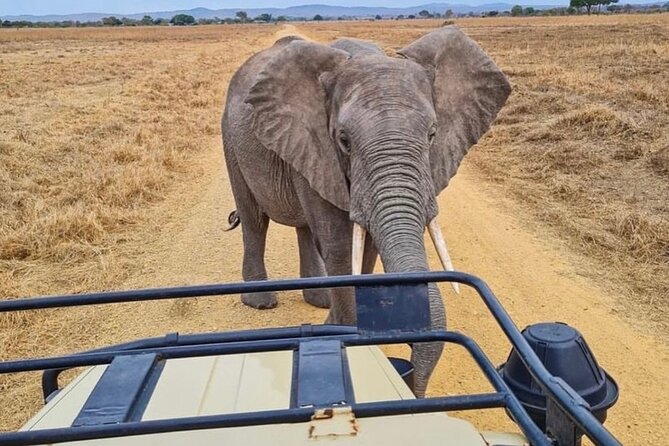 2 Days Best Safari to Mikumi National Park - Day two: breakfast, a final drive, and the return to Dar