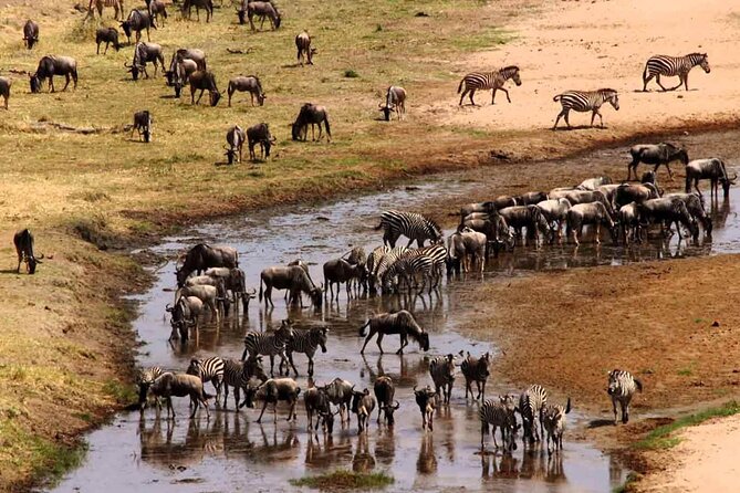 2 Days Camping Group Joining Tarangire Ngorongoro Crater Safari - What the guide and vehicle setup mean for you