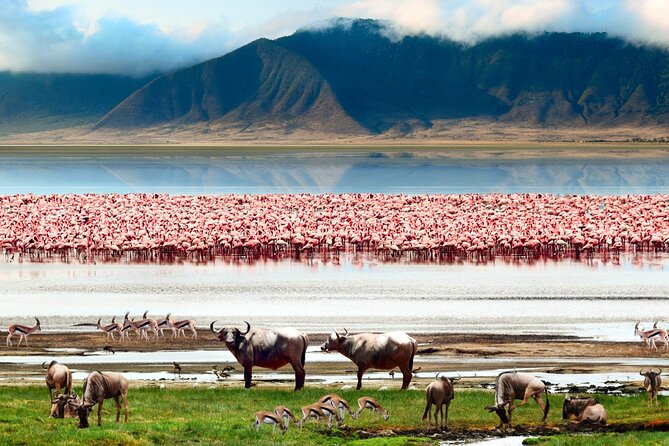 2 Days Camping Group Joining Tarangire Ngorongoro Crater Safari - Is $515 a fair price?
