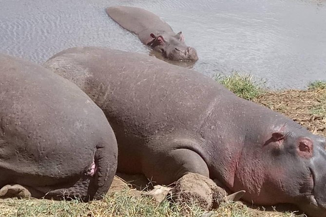 2 Days Camping Safari, Lake Manyara & Ngorongoro Crater - Lake Magadi and picnic lunch