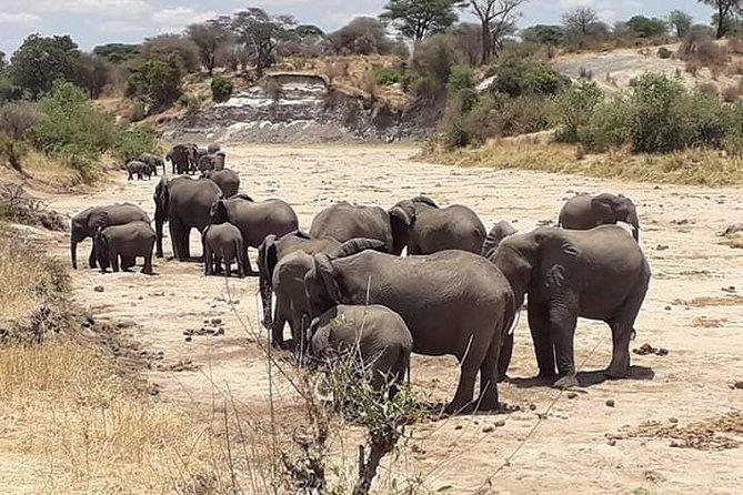 2 Days Camping Safari, Lake Manyara & Ngorongoro Crater - What $455 includes, and what it does not tell you