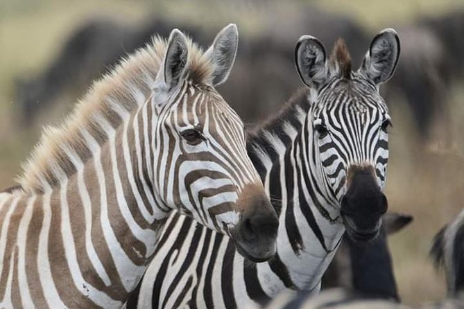 2 Days Camping Safari, Lake Manyara & Ngorongoro Crater - Starting from Arusha at 8:30 a.m.