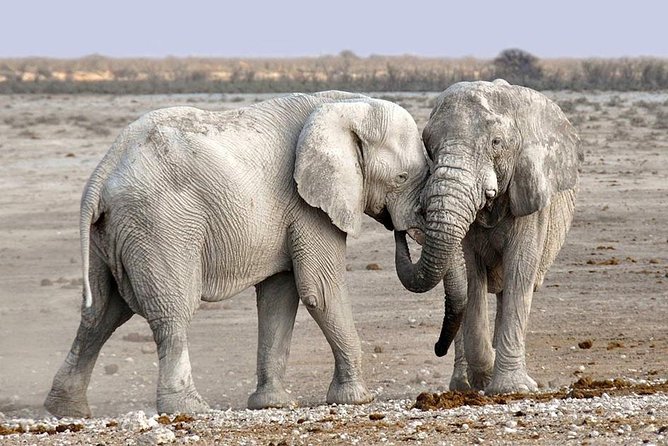 2 Days Group Joining Camping Safari Tarangire Park and Ngorongoro Crater - Why this two-day route works from Arusha