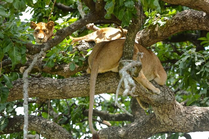 2 Days Group Joining Camping Safari Tarangire Park and Ngorongoro Crater - Transport, timing, and the return to Arusha