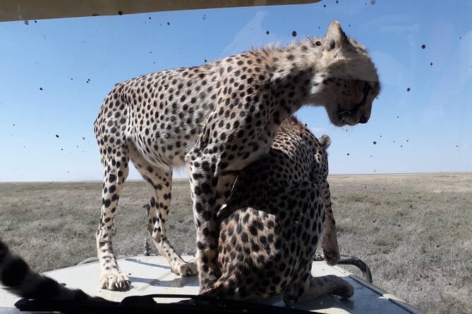 2 Days Group Joining Camping Safari Tarangire Park and Ngorongoro Crater - Food, water, and what to bring